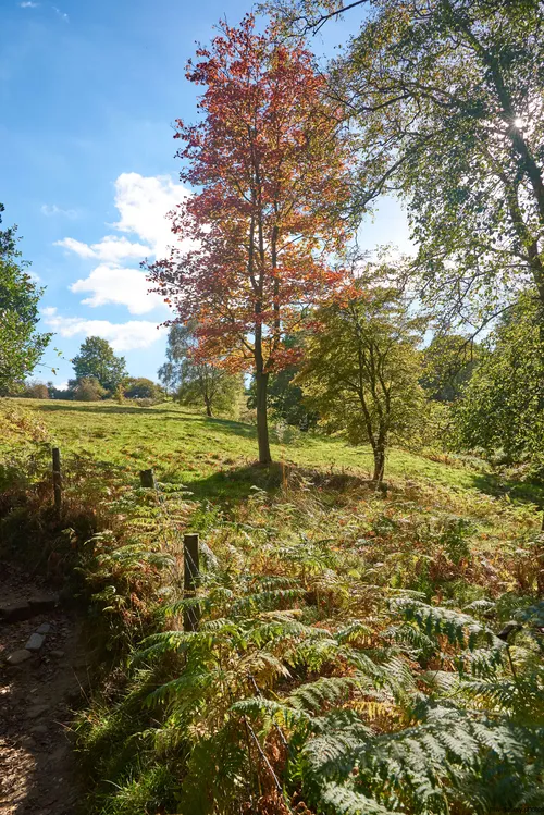 This landscape photograph captures a rural nature scene in the North Yorkshire Moors, located in the United Kingdom. The main subject is a clearing featuring a prominent tree with red autumn foliage, surrounded by other trees whose leaves are just starting to turn with the changing season. The image was taken in the early afternoon during autumn in 2018, evident from the warm sunlight filtering through the branches and the golden hues of the ferns and grass on the ground. The photograph highlights the beauty of the natural environment typical of this region, showcasing the vibrant colors of autumn and the serene landscape of the North Yorkshire Moors.